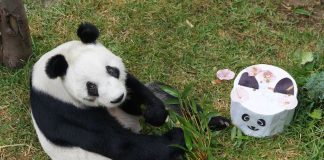 Xin Xin, Chapultepec Zoo's beloved giant panda, turns 34 today