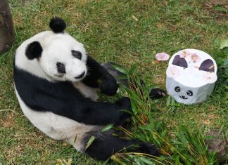 Chapultepec Zoo celebrates 34th birthday of Xin Xin, the giant panda Xin Xin, Chapultepec Zoo's beloved giant panda, turns 34 today
