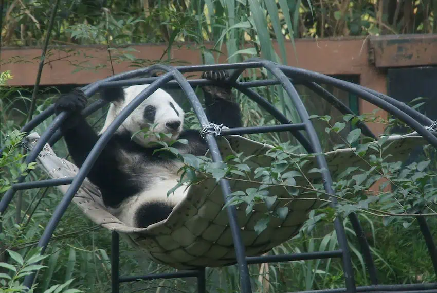 At 34 years old, Xin Xin is a success story of the Chapultepec Zoo. 