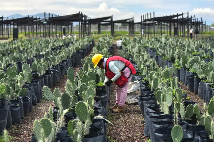 Hileras de cactus cultivados en el parque de Texcoco