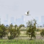 A bird flies over the wetlands with the city skyline in the background
