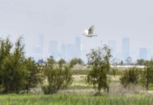 A bird flies over the wetlands with the city skyline in the background