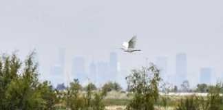 A bird flies over the wetlands with the city skyline in the background