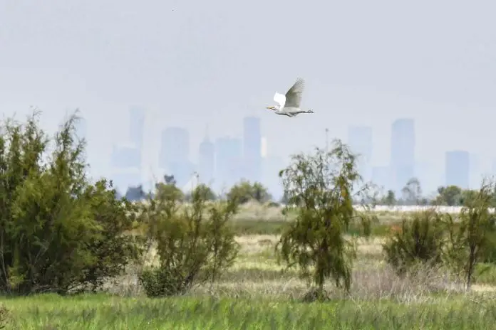 A bird flies over the wetlands with the city skyline in the background