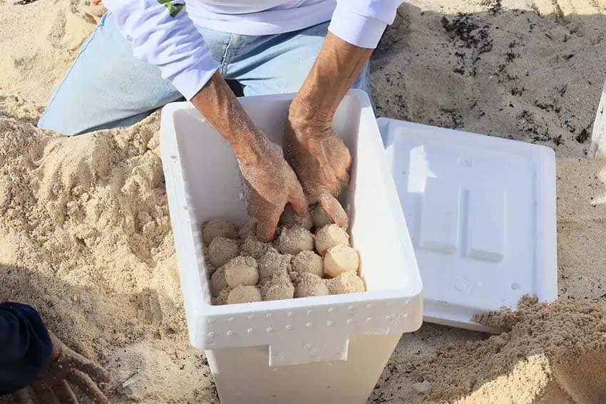A Styrofoam cooler filled with sea turtle eggs with a Cancun official's hands inside the cooler