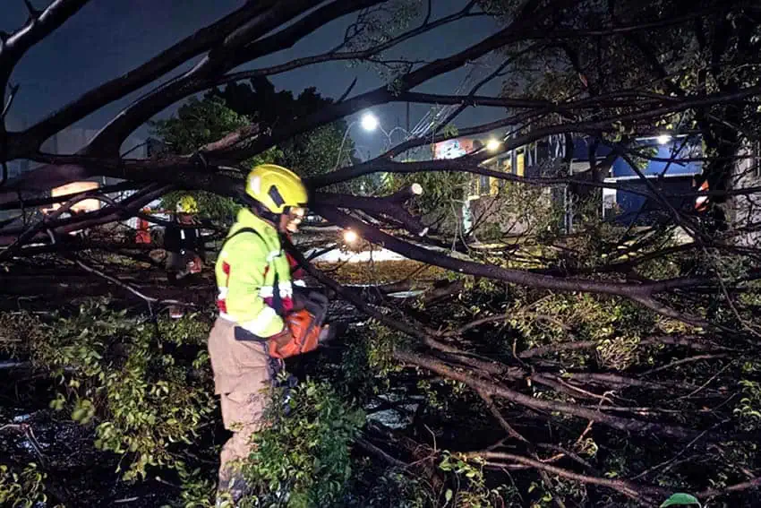 A worker in a helmet and yellow emergency personnel vest front of several downed trees on a urban street at night.