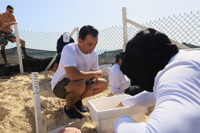 Cancun officials on Playa Delfines putting dug up sea turtle eggs into Styrofoam coolers ahead of Hurricane Beryl