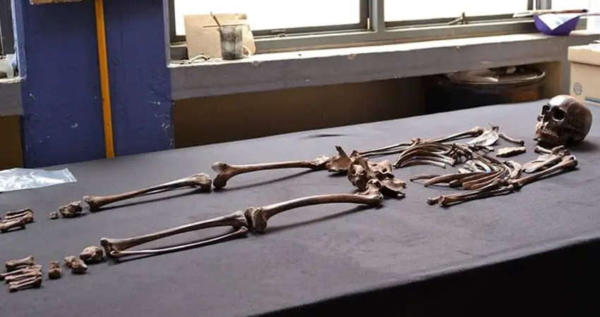 Assembled skeleton found near Mexico City laid out on a researcher's table