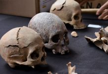 Three skulls from ancient skeletons found near Mexico City's Felipe Angeles International Aiport on display on a piece of cloth