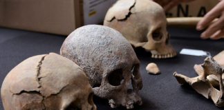 Three skulls from ancient skeletons found near Mexico City's Felipe Angeles International Aiport on display on a piece of cloth