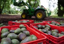 Boxes of avocados, an agricultural product for export, in an Uruapán orchard.
