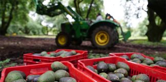 Boxes of avocados, an agricultural product for export, in a Michoacán orchard.