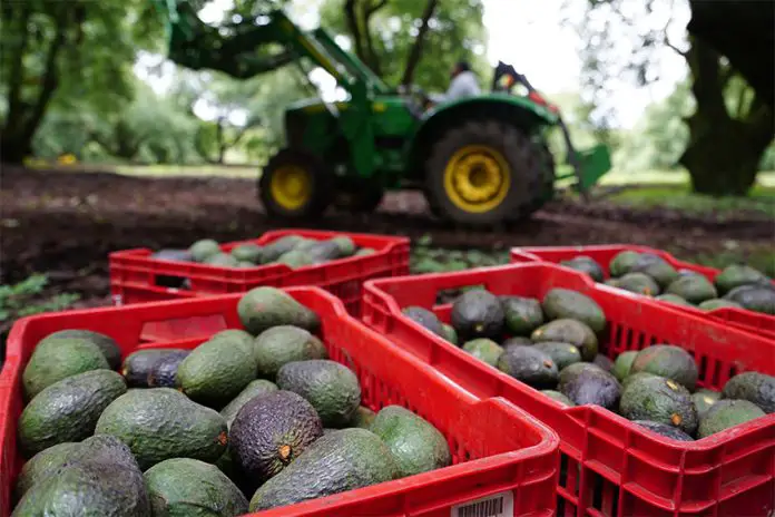 Boxes of avocados, an agricultural product for export, in a Michoacán orchard.