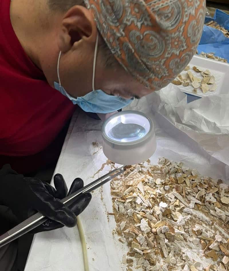 A researcher studies a bone fragments belonging to the Man of Bilbao, found in Coahuila.