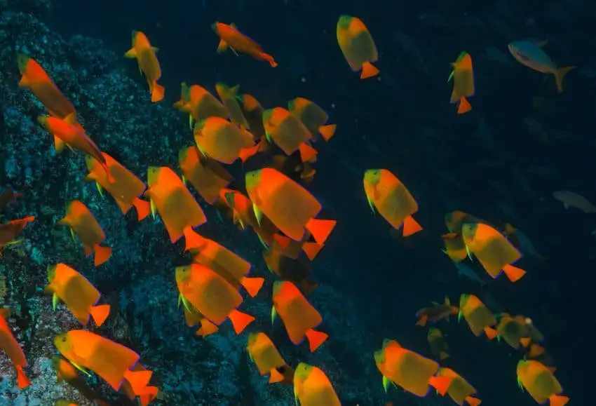 A school of clarion angelfish swim in the Revillagigedo Archipelago, one of Mexico's Natural World Heritage sites