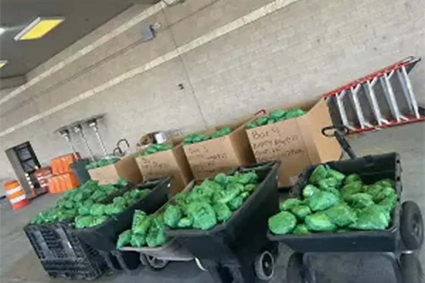 Paquetes de metanfetamina escondidos en cabezas de lechuga que se encuentran en carretillas en un almacén de CBP