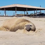 Panchito the elephant seal rolls in the sand on a beach