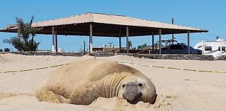 Panchito the elephant seal rolls in the sand on a beach