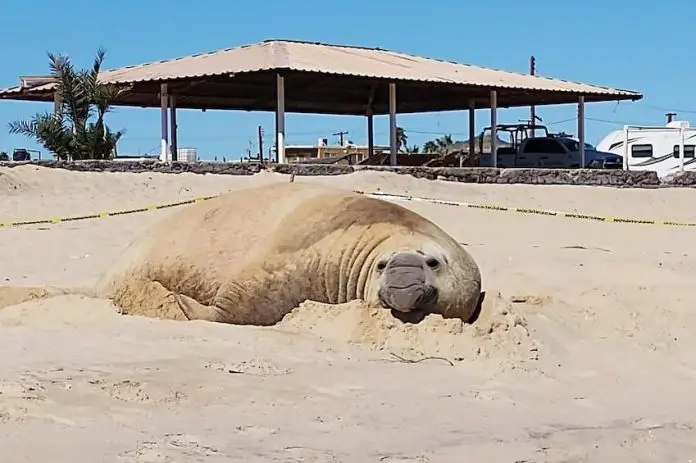 Panchito the elephant seal rolls in the sand on a beach