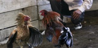 cockfighting