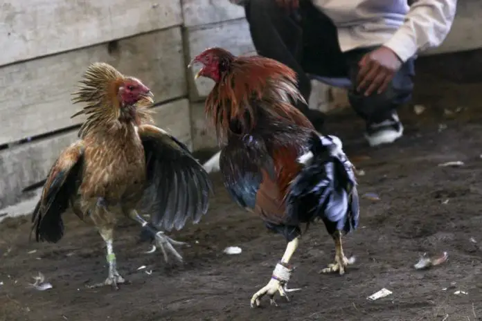 cockfighting