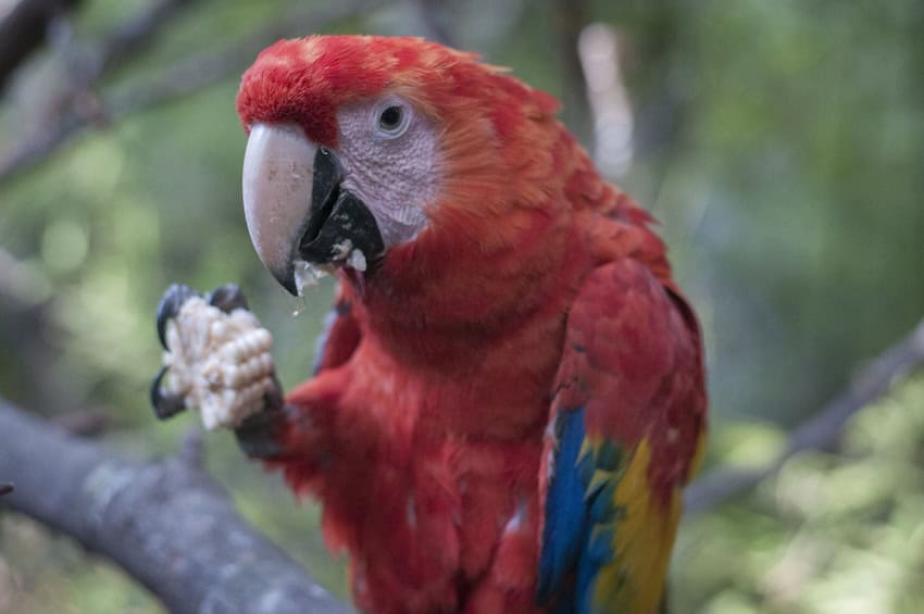 A macaw eating elote corn