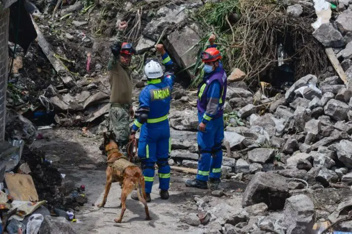 Earthquake dog searching the rubble