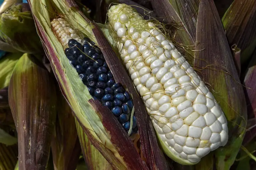 white and blue elote corn in Mexico