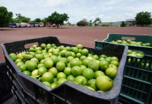 Harvested limes in a truck in a field, in Michocán where lime producers are currently on strike.