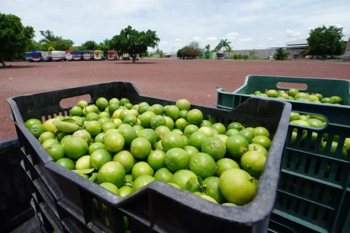 Harvested limes in a truck in a field, in Michocán where lime producers are currently on strike.