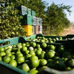 Lime producers went on strike on August 12, halting cutting, packaging and distribution in the Tierra Caliente region, known for its significant citrus production.