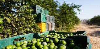 Lime producers went on strike on August 12, halting cutting, packaging and distribution in the Tierra Caliente region, known for its significant citrus production.