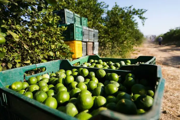 Lime producers went on strike on August 12, halting cutting, packaging and distribution in the Tierra Caliente region, known for its significant citrus production.