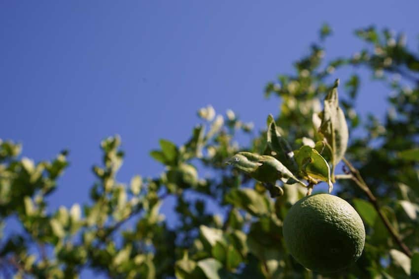 Limes are currently selling for double their usual price in some areas due to the strike by producers.