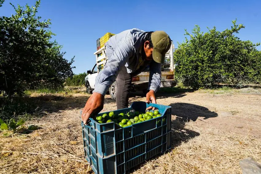 A harvest worker lifts a box of limes in a Michoacán orchard