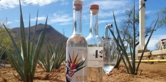 Bacanora spirts with a cactus