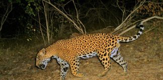 a jaguar in Sinaloa