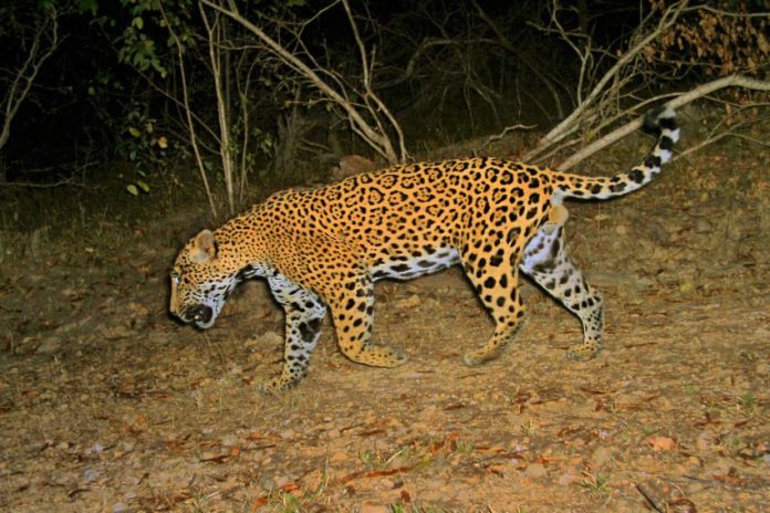 a jaguar in Sinaloa