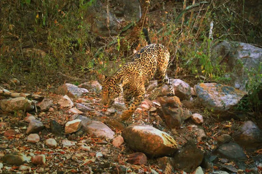 A single jaguar in Sinaloa captured on camera