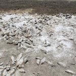 Hundreds of dead fish in a dried out lakebed in Cuauhtemoc, Chihuahua