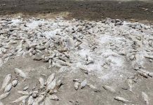 Hundreds of dead fish in a dried out lakebed in Cuauhtemoc, Chihuahua