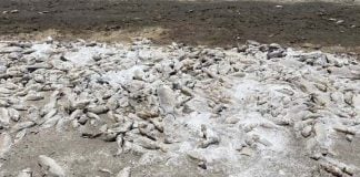 Hundreds of dead fish in a dried out lakebed in Cuauhtemoc, Chihuahua