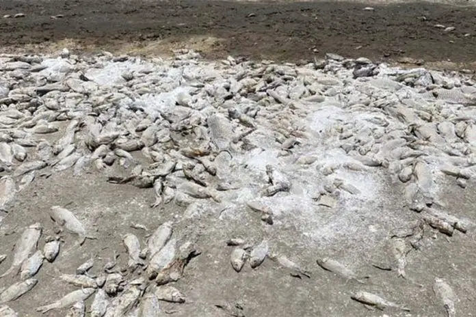 Hundreds of dead fish in a dried out lakebed in Cuauhtemoc, Chihuahua