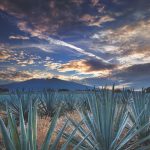 Agave field