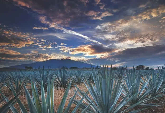 Agave field