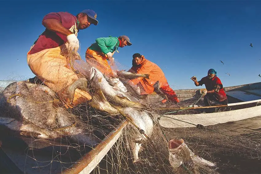 Un grupo de pescadores mexicanos en pequeños botes de remos sacando redes llenas de pescado.