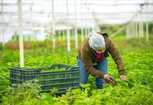 Person on Mexican farm harvesting greens in a large outdoor greenhouse