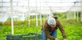 Person on Mexican farm harvesting greens in a large outdoor greenhouse