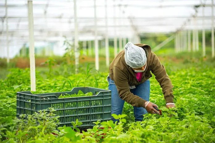 Person on Mexican farm harvesting greens in a large outdoor greenhouse