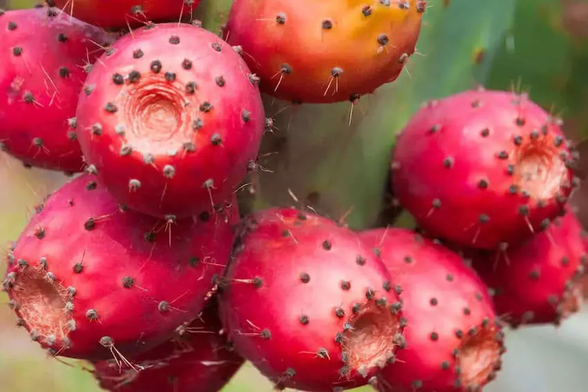 Tuna fruit or prickly pear